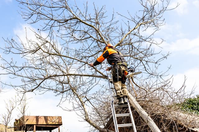 Hero photo for the Tree Service & Arborist trade page